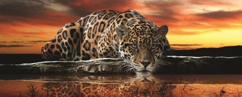 Jaguár poszter, fotótapéta (250 x 104 cm)