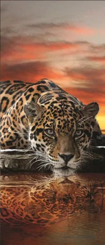 Jaguár poszter, fotótapéta (91 x 211 cm)