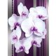 Orchidea poszter, fotótapéta, Vlies  (206x275 cm, álló)