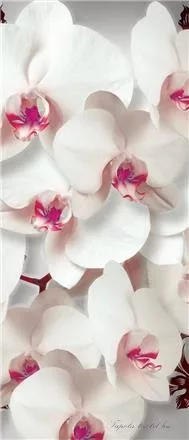 Virág minta poszter, fotótapéta (91 x 211 cm)