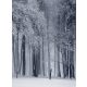 Havas erdő poszter, fotótapéta, Vlies  (184x254 cm, álló)