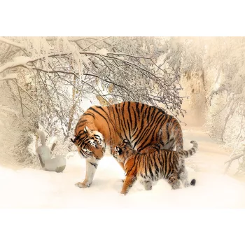 Tigris poszter, fotótapéta