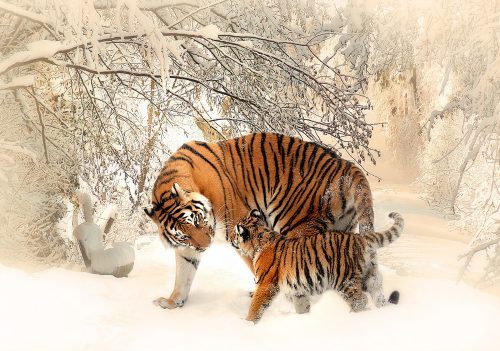 Tigris poszter, fotótapéta, Vlies (416 x 290 cm)