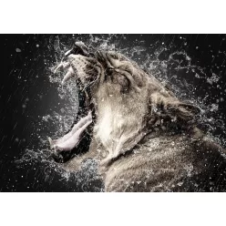 Tigris poszter, fotótapéta (312 x 219 cm)