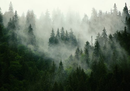 Ködös erdő poszter, fotótapéta Vlies (208 x 146 cm)