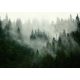 Ködös erdő poszter, fotótapéta Vlies (254 x 184 cm)
