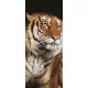 Tigris öntapadós poszter, fotótapéta (91 x 211 cm)