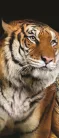 Tigris poszter, fotótapéta (91 x 211 cm)