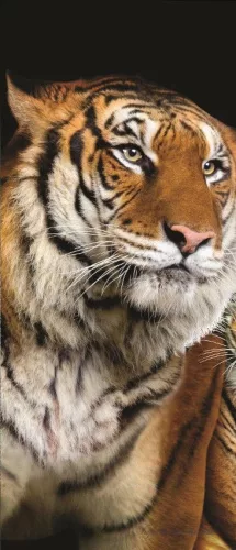 Tigris poszter, fotótapéta (91 x 211 cm)