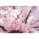 Cseresznyevirág poszter, fotótapéta Vlies (152,5 x 104 cm)