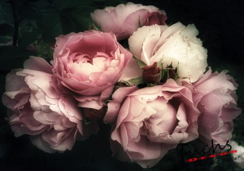 Rózsák poszter, fotótapéta, Vlies (104 x 70,5 cm)