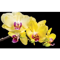   Sárga orchideák poszter, fotótapéta, Vlies (104 x 70,5 cm)