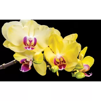 Sárga orchideák poszter, fotótapéta