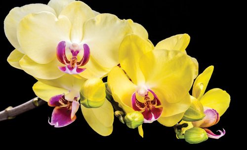 Sárga orchideák poszter, fotótapéta Vlies (152,5 x 104 cm)