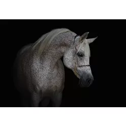Ló poszter, fotótapéta (200 x 140 cm)