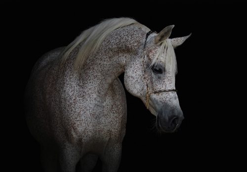 Ló fotótapéta több méretben, alapanyagban