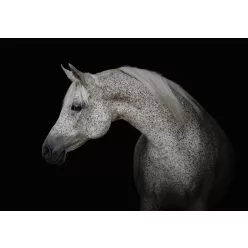 Ló poszter, fotótapéta (200 x 140 cm)