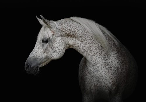 Ló poszter, fotótapéta Vlies (152,5 x 104 cm)