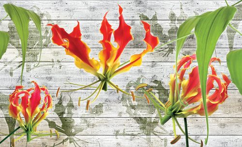 Red lilies poszter, fotótapéta, Vlies (104 x 70,5 cm)
