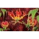 Red lilies poszter, fotótapéta Vlies (152,5 x 104 cm)