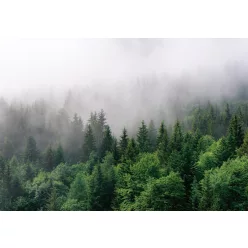 Ködös erdő poszter, fotótapéta (208 x 146 cm)