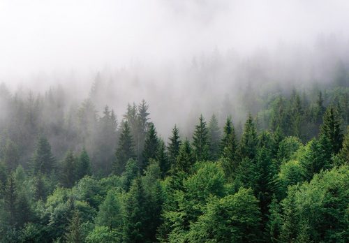 Ködös erdő poszter, fotótapéta, Vlies (368 x 280 cm)