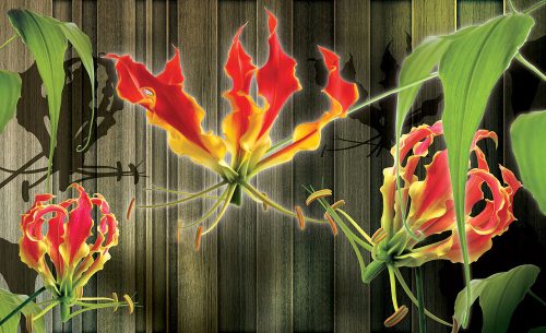 Red lilies poszter, fotótapéta Vlies (254 x 184 cm)