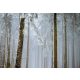 Havas erdő poszter, fotótapéta, Vlies (416 x 290 cm)