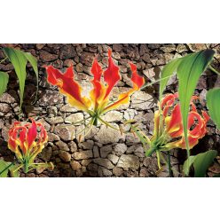 Red lilies poszter, fotótapéta, Vlies (104 x 70,5 cm)