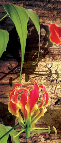 Red lilies öntapadós poszter, fotótapéta (91 x 211 cm)