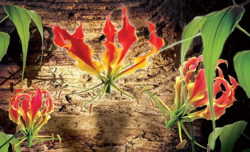 Red lilies poszter, fotótapéta Vlies (312 x 219 cm)
