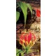 Red lilies poszter, fotótapéta (91 x 211 cm)