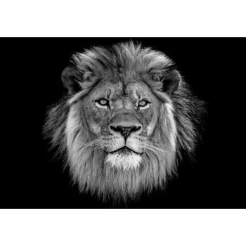 Oroszlán poszter, fotótapéta, Vlies (104 x 70,5 cm)