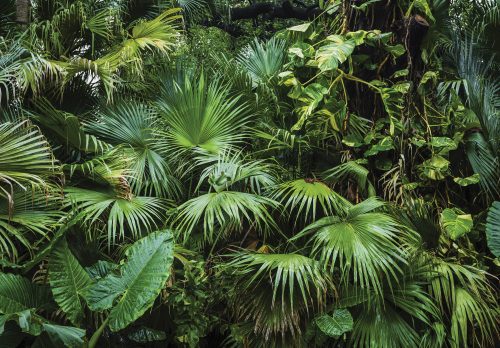 Trópusi erdő poszter, fotótapéta, Vlies (416 x 290 cm)