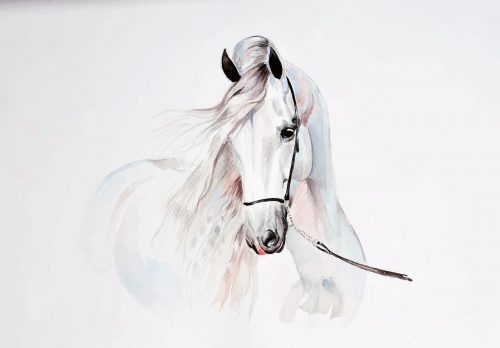 Fehér ló poszter, fotótapéta, Vlies (104 x 70,5 cm)