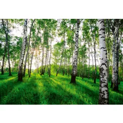 Erdő napsütésben poszter, fotótapéta (250 x 175 cm)