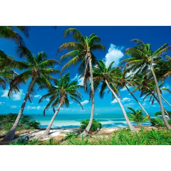 Fás tengerpart poszter, fotótapéta