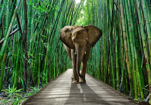 Elefánt a bambuszerdőben poszter, fotótapéta Vlies (312 x 219 cm)