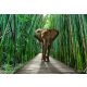 Elefánt a bambuszerdőben poszter, fotótapéta Vlies (312 x 219 cm)