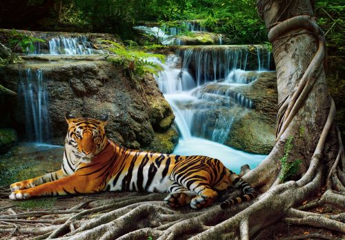 Tigris a vízesésnél poszter, fotótapéta, Vlies (416 x 290 cm)