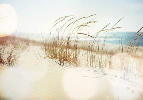 Nádszál a parton poszter, fotótapéta, Vlies (104 x 70,5 cm)
