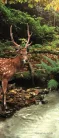 Őz poszter, fotótapéta (91 x 211 cm)