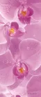 Orchidea öntapadós poszter, fotótapéta (91 x 211 cm)