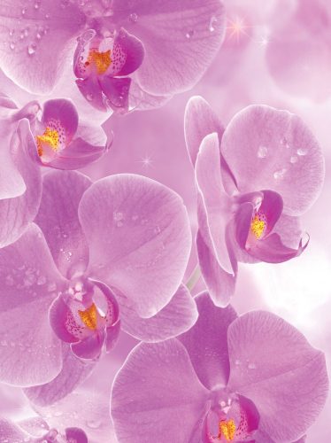 Orchideák poszter, fotótapéta, Vlies  (206x275 cm, álló)
