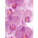 Orchideák poszter, fotótapéta, Vlies  (206x275 cm, álló)
