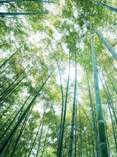 Bambusz erdő poszter, fotótapéta, Vlies  (184x254 cm, álló)
