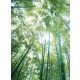 Bambusz erdő poszter, fotótapéta, Vlies  (206x275 cm, álló)