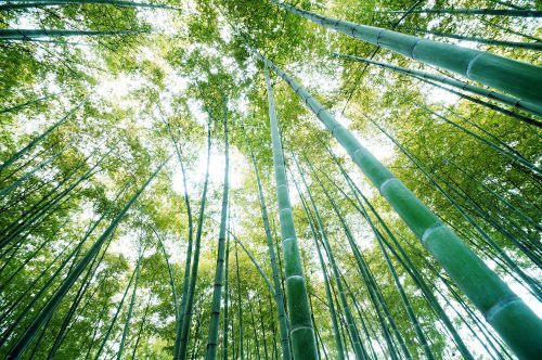 Bambusz erdő  poszter, fotótapéta, Vlies (104 x 70,5 cm)