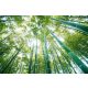 Bambusz erdő poszter, fotótapéta Vlies (152,5 x 104 cm)
