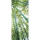 Bambusz erdő poszter, fotótapéta (91 x 211 cm)